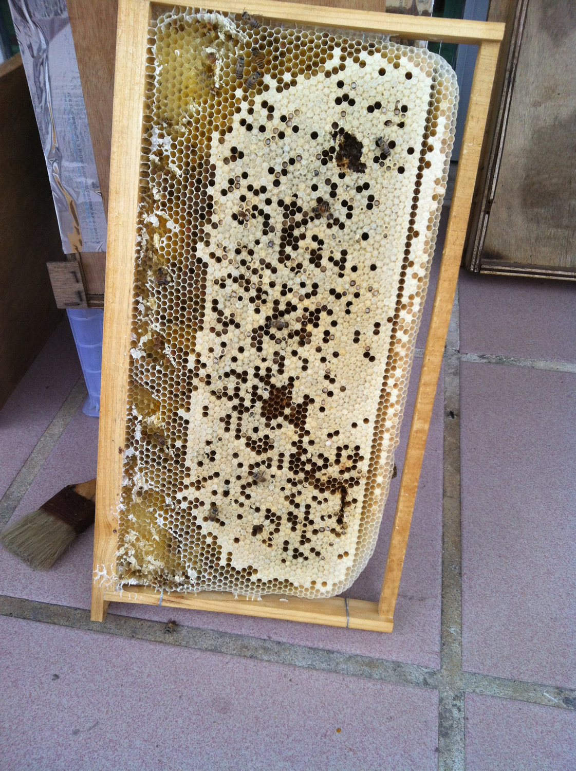 独门秘技巢虫防治新技术,独门秘技全集视频