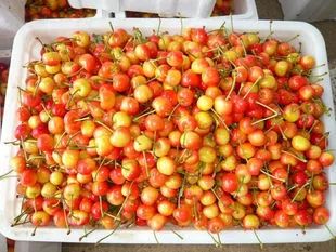 贵阳周边摘樱桃好去处,贵阳摘樱桃的地方有哪些