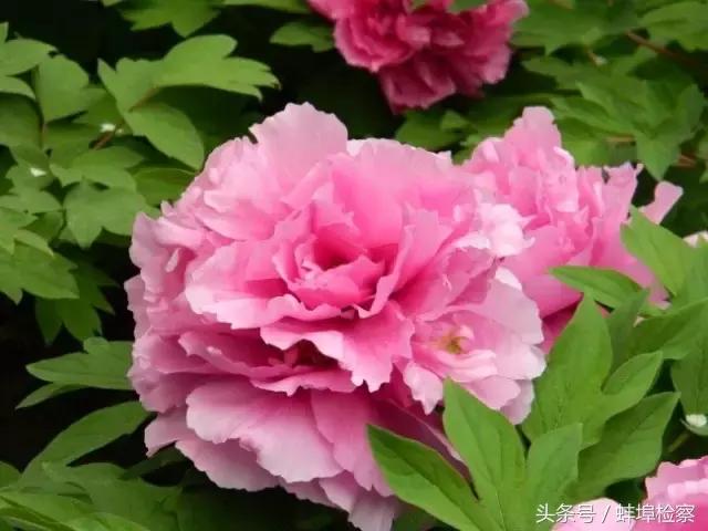 四月的洛阳牡丹盛开的地方,四月洛阳花开满城是花海