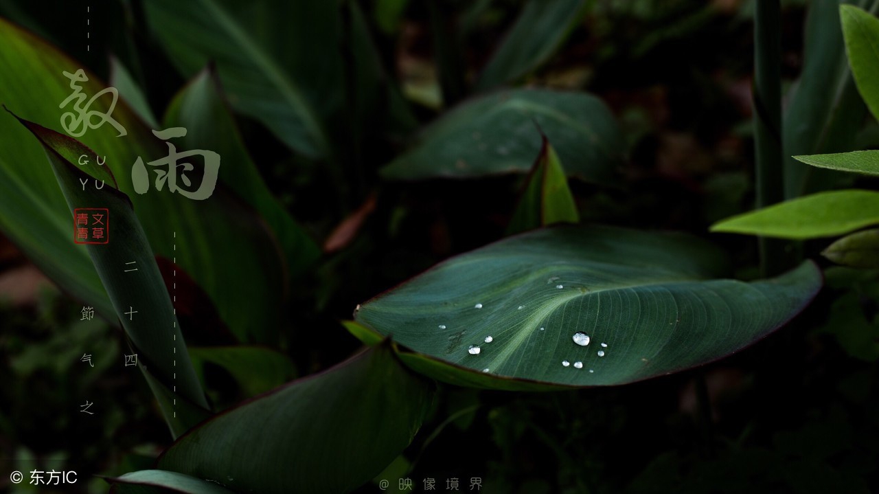 谷雨飞花令诗句大全,有关谷雨的诗词和简单介绍