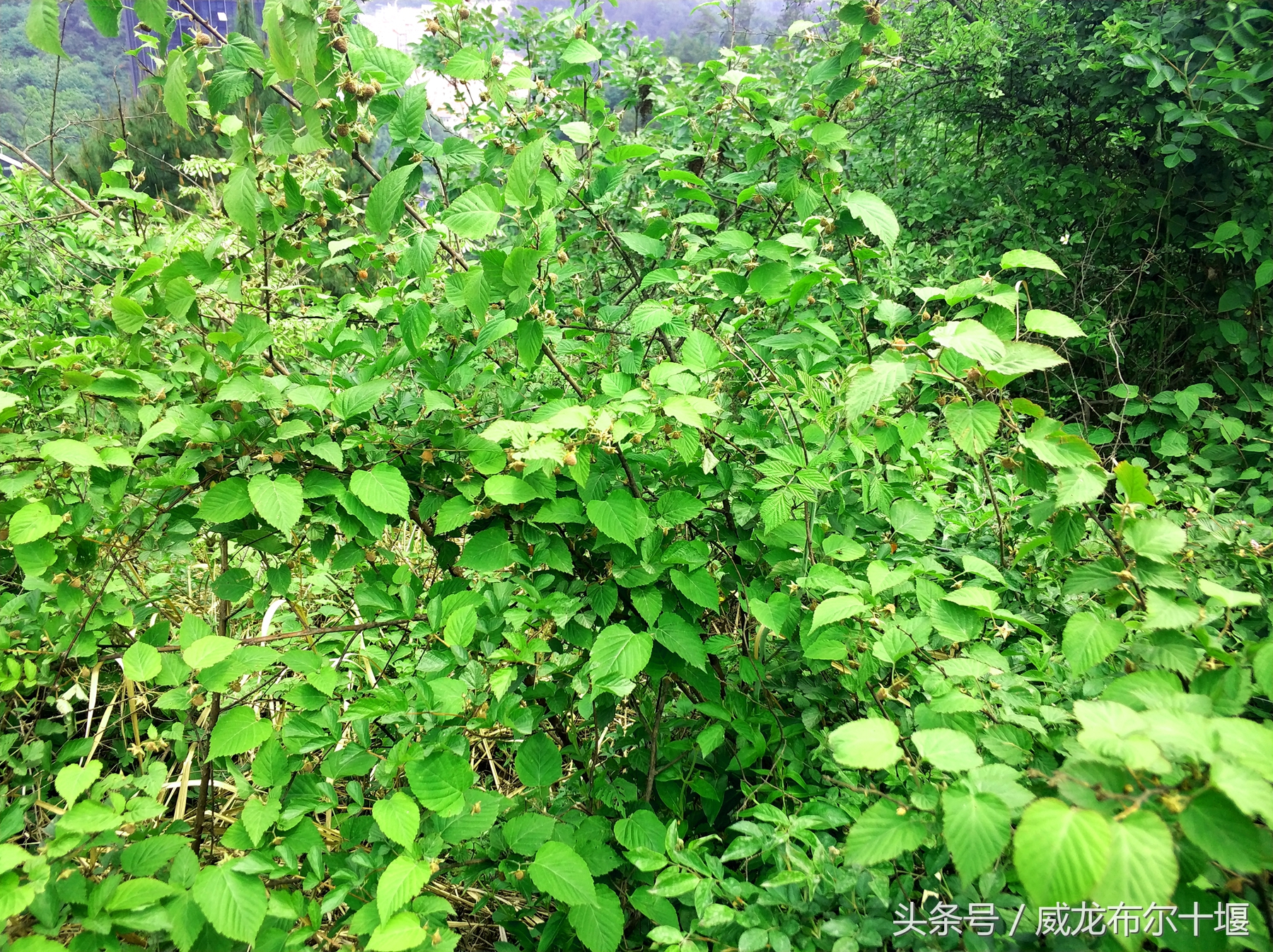 药用价值极高一种野味，几十元一斤，十堰大山里遍地没人摘