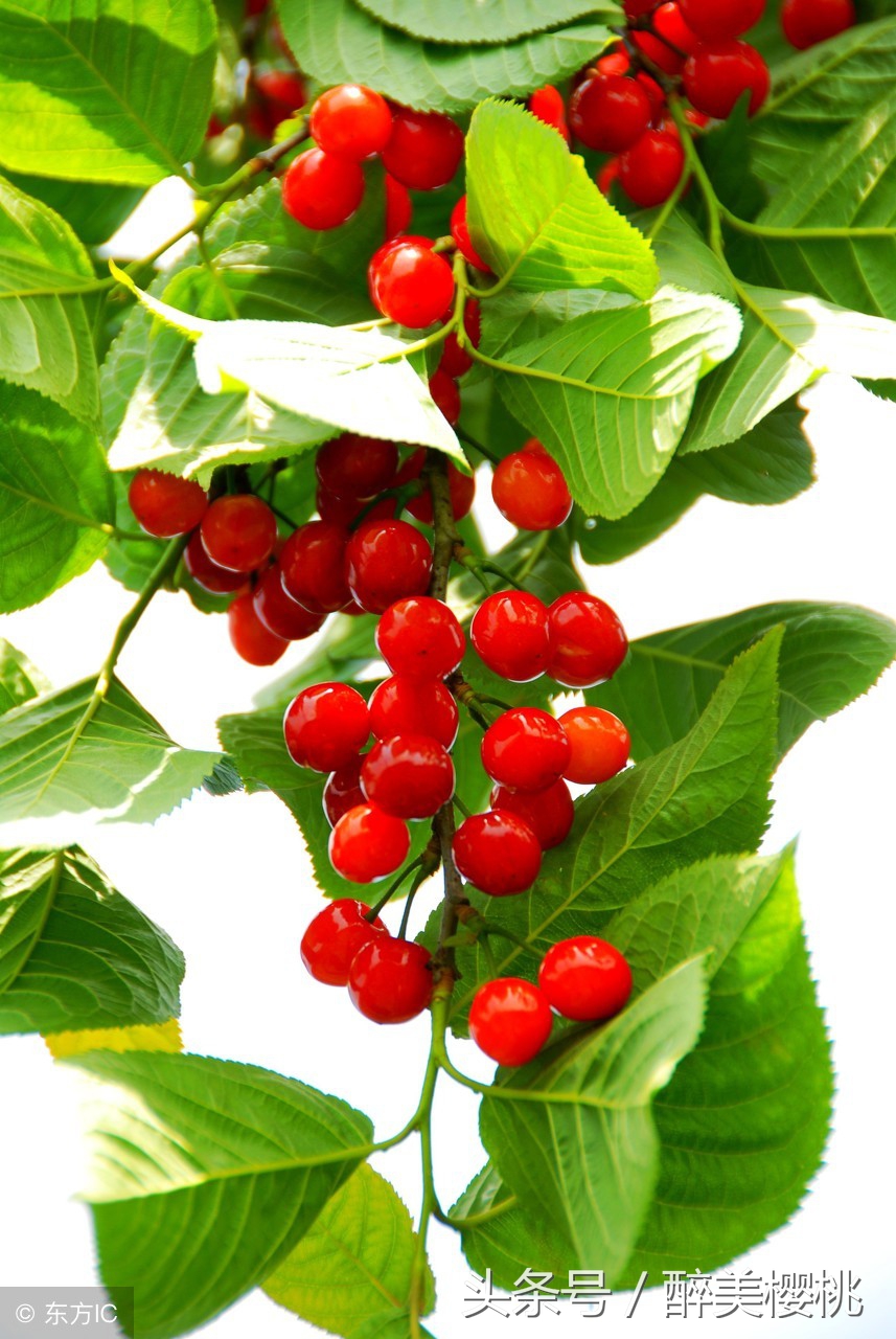 樱桃成熟就烂用什么药,樱桃成熟就烂是怎么回事