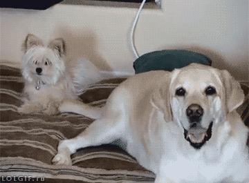 微商代购朋友圈走心文案,开始做微商代购文案