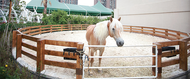 天空中那匹“不同”的马，一位马术俱乐部经营者的心声