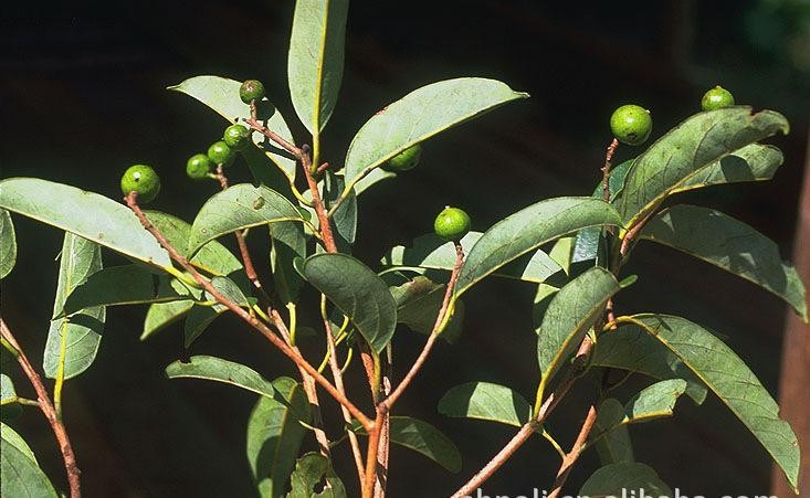 对于一心一意想要传染感冒给你的人,该怎么办?