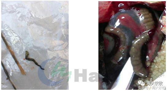 三伏天鱼吃什么饲料最好,微型鱼吃什么饲料最好