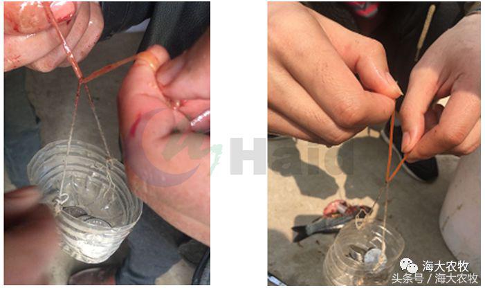 鱼饲料投喂的正确方法,鱼肠道膜薄怎么引起的