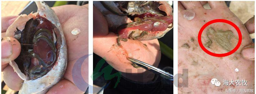 鱼饲料投喂的正确方法,鱼肠道膜薄怎么引起的