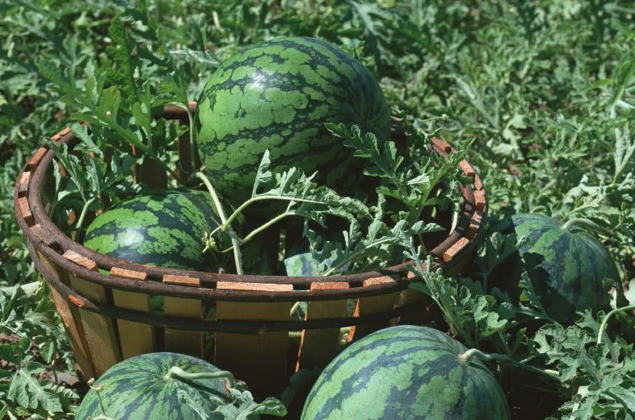 中国昌乐蓝宝石博物馆,山东昌乐蓝宝石