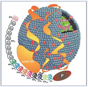 脂蛋白a466血脂正常严重吗,血脂检查脂蛋白a会出差错吗