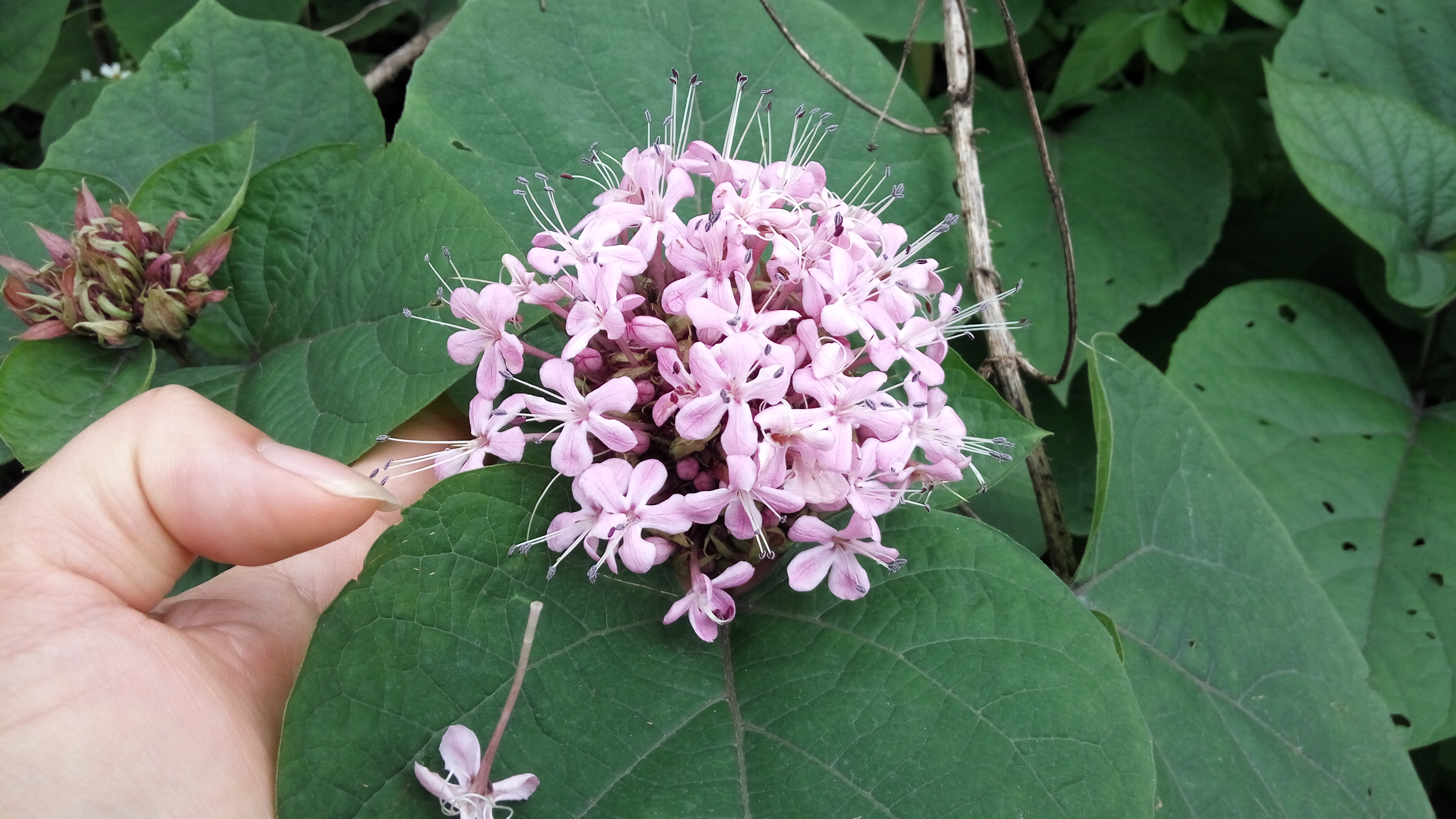 农村风火牙痛的草药,对风火牙痛有效的中草药