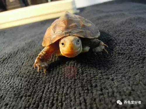 小花龟断尾了要干养吗,龟断尾的处理方法