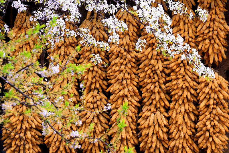 王家人的历史,关于王家人的视频