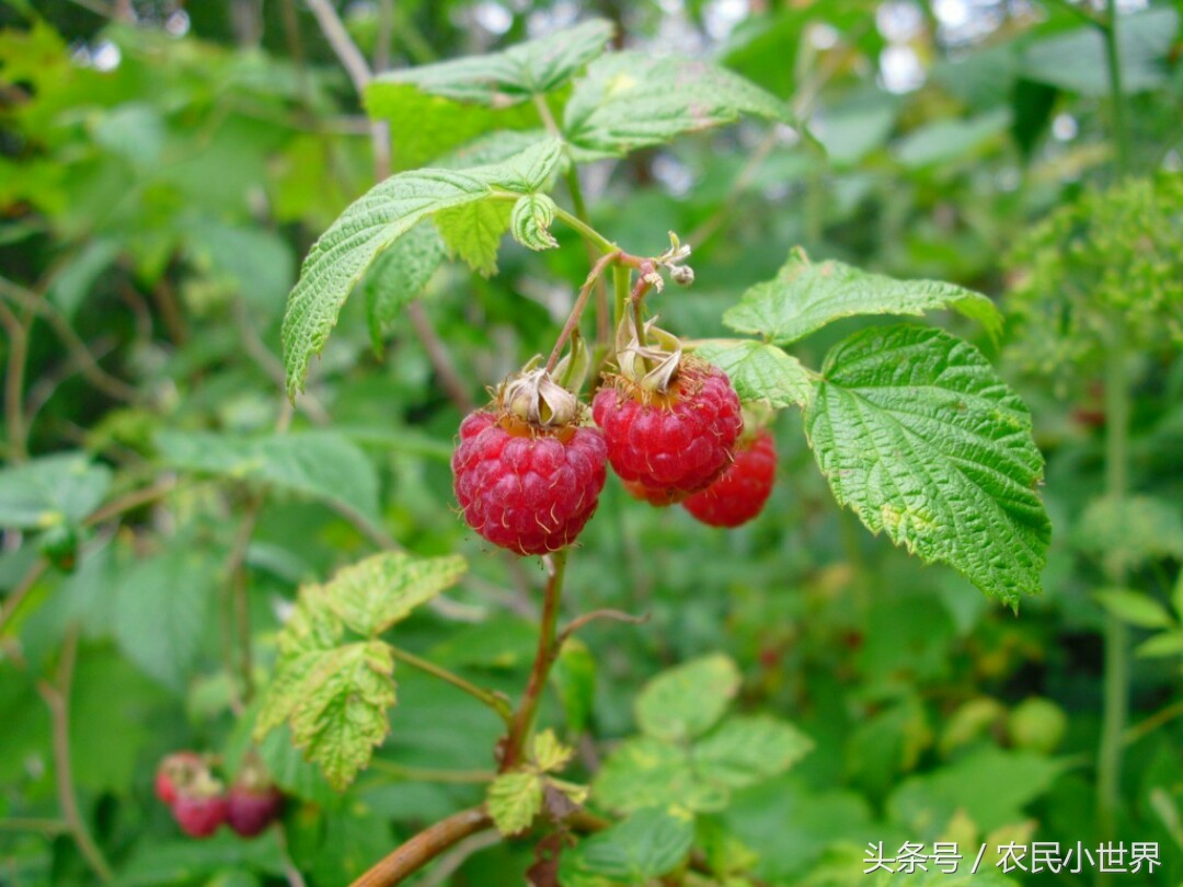 农村这五种野果个个常见，好吃又营养有的上百元一斤，你吃过吗？