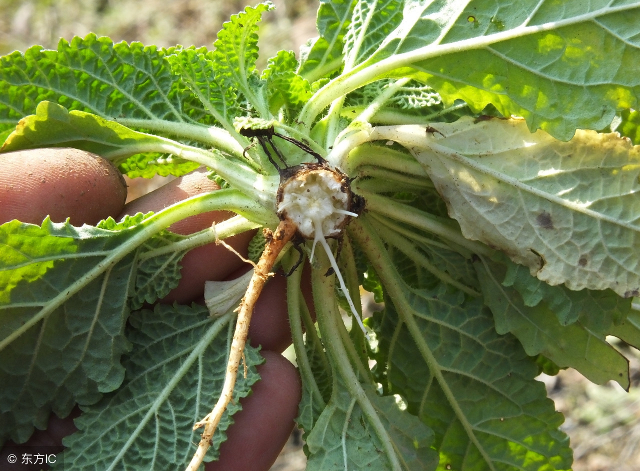 农村常见的臭的野菜,农村烂地里的野菜野草
