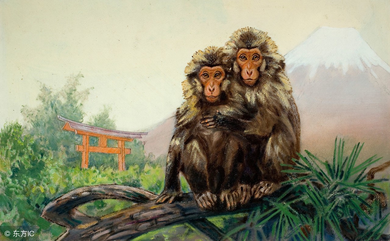 猴配合什么生肖好财运呢,最适合跟生肖猴合作的生肖