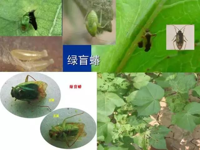 常见害虫有哪些图片大全,常见38种害虫图片及名称及防治