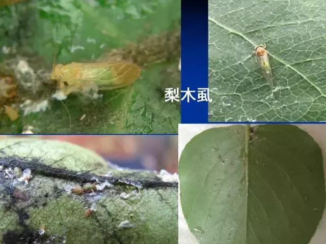 常见害虫有哪些图片大全,常见38种害虫图片及名称及防治
