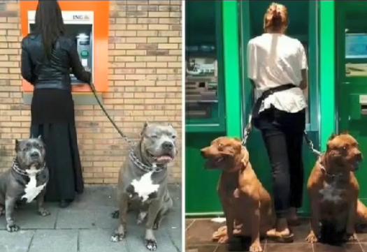 保镖型狗,保镖犬德牧