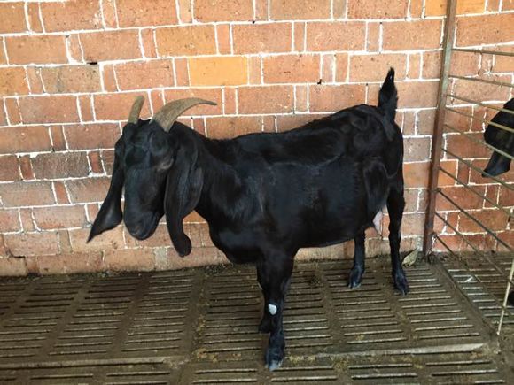 哪里有大型黑山羊,散养的黑山羊是哪里的