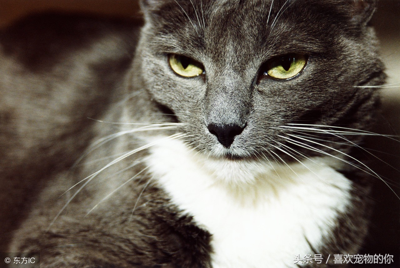 猫死后应该怎样处理,猫死后怎么处理比较合适