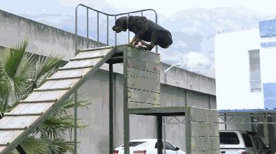 走进神秘警犬基地！解密“神犬”是怎样炼成的……
