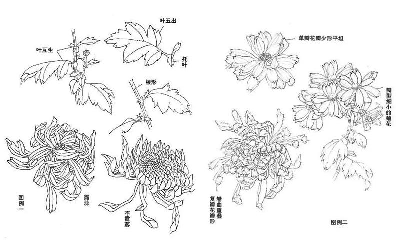 徐湛国画菊花画法视频教程,怎么画国画菊花又美又简单