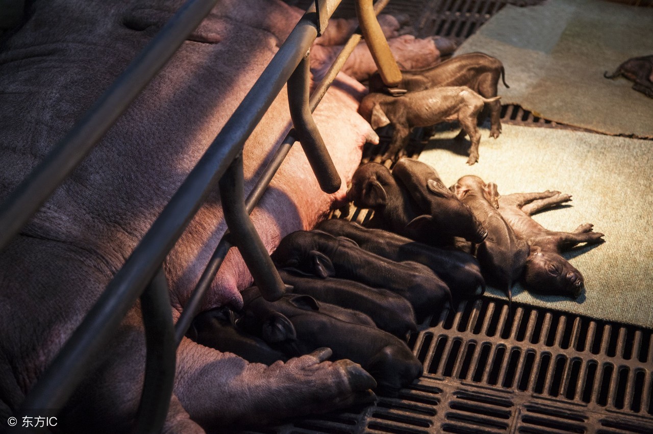 公猪与母猪饲养,产仔母猪的饲养