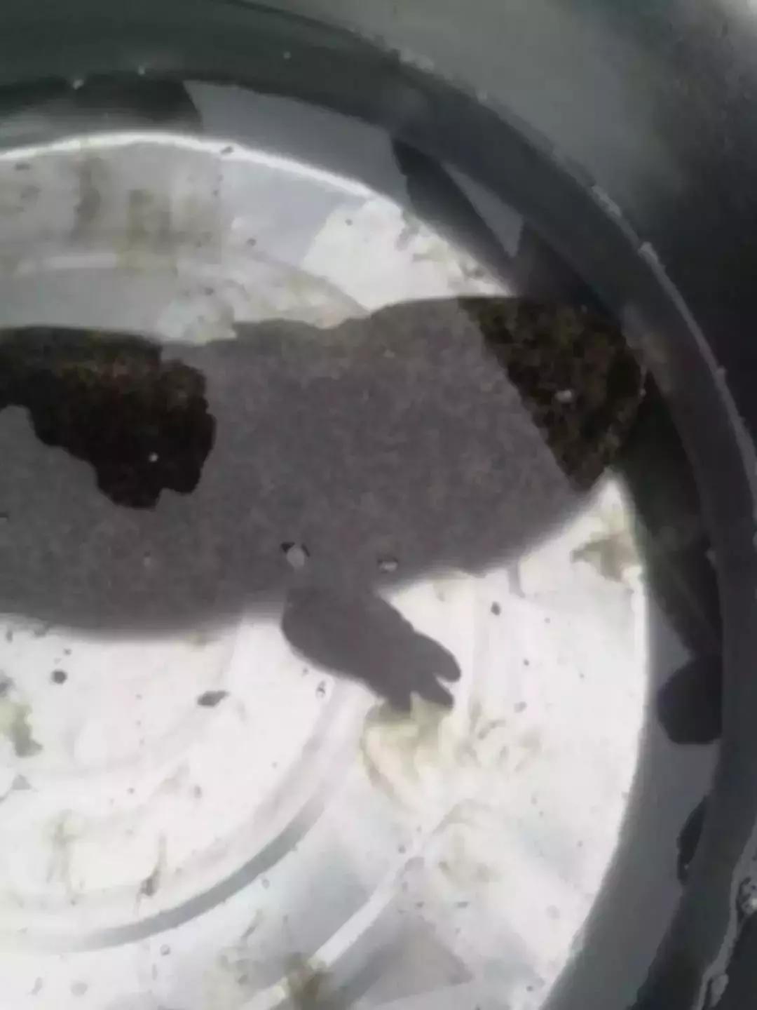 渔民捞出不明生物,渔民撒网捞出不明物体