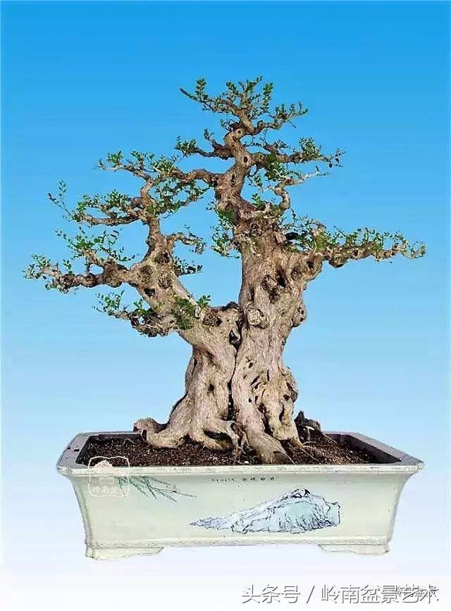 双杆罗汉松树盆景造型,双斜杆盆景