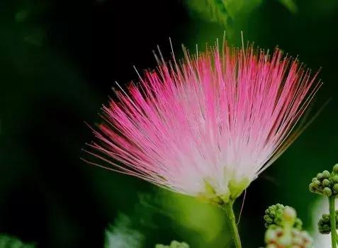 家里养的花多有助睡眠吗,卧室要养的4种睡眠花