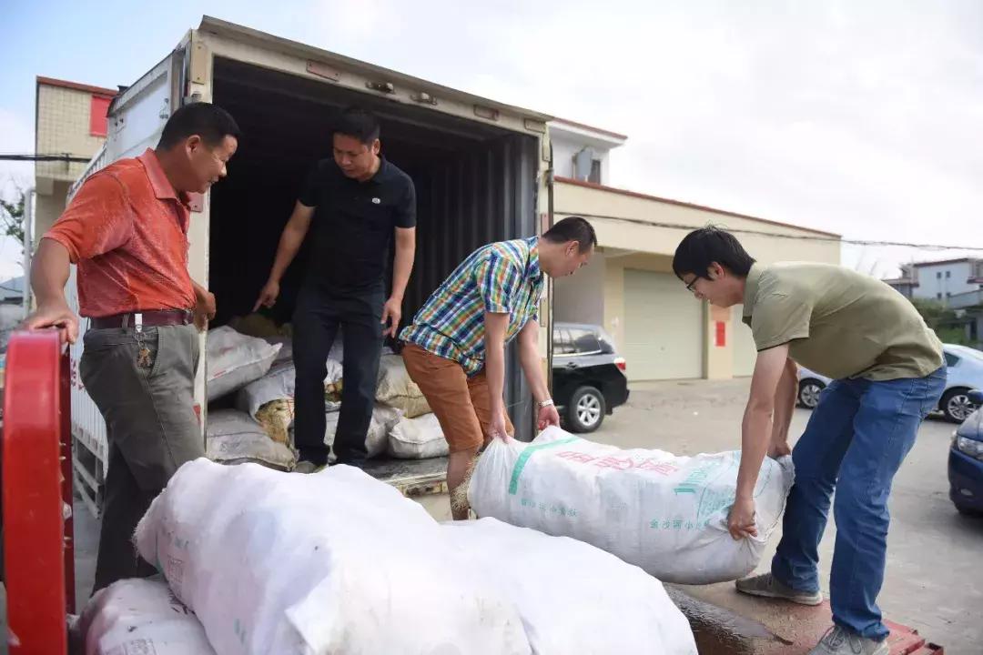 一人一斤“爱心藠”！齐心帮阳春石湖藠农度难关，功效也神奇！