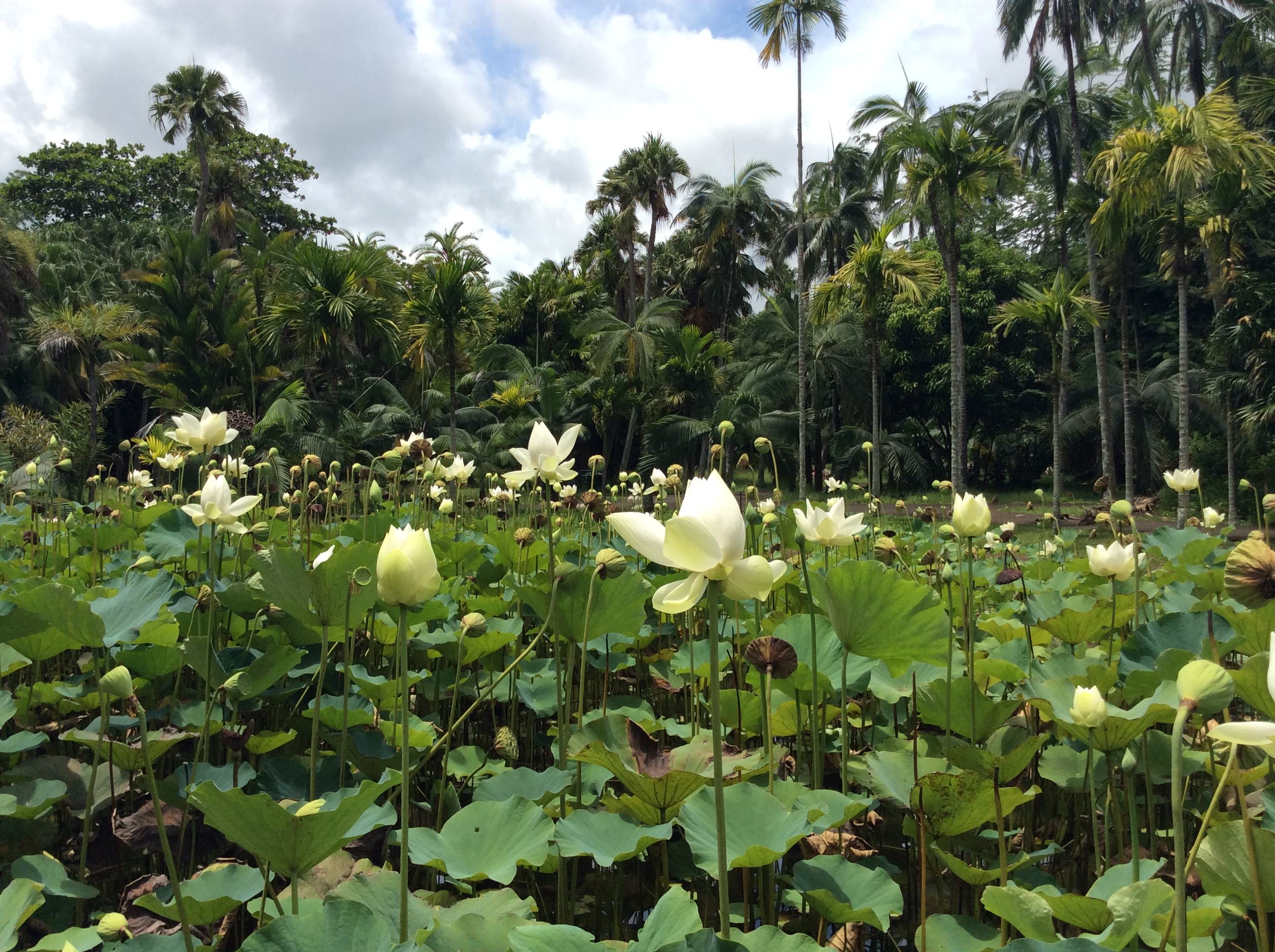 毛里求斯4天游攻略,毛里求斯自由行旅游攻略