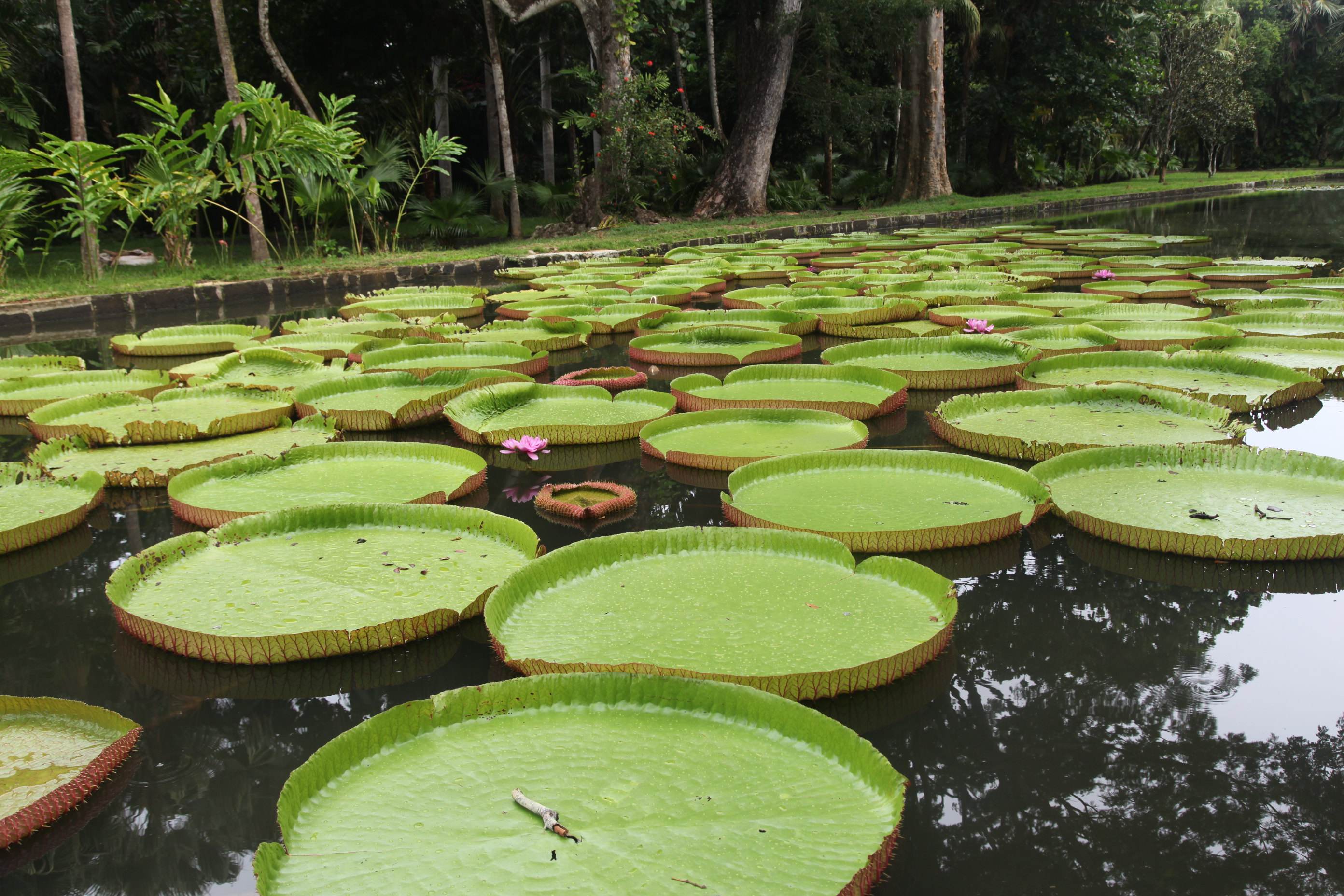 毛里求斯4天游攻略,毛里求斯自由行旅游攻略