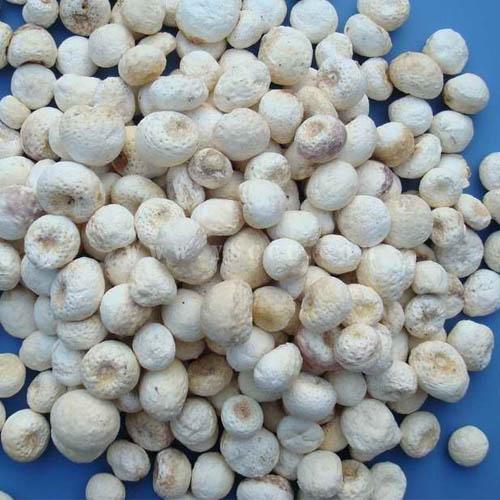 旱半夏植物,柳叶旱半夏植物图片