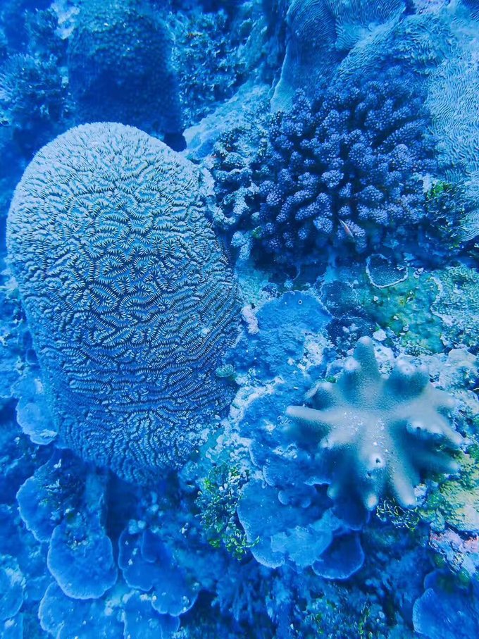 看我这发型酷不酷｜我觉得很可爱啊！帕劳潜水超级赞！