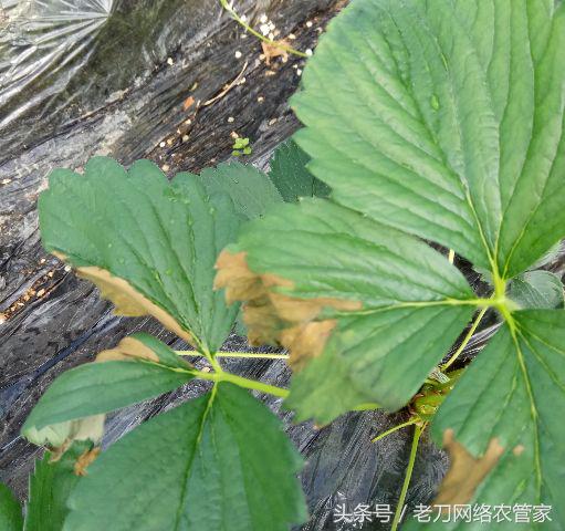 草莓根黄了要不要剪掉,草莓根全部黑了能救吗