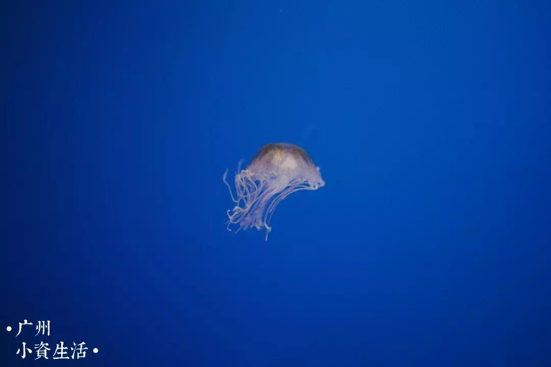 巴南海洋公园一日游攻略 (香港海洋公园游玩攻略)