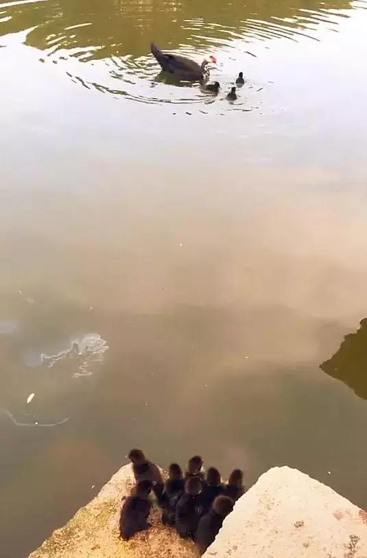 有只鸭妈妈带着一群小鸭去游泳,鸭妈妈带四只小鸭子在池塘边玩耍