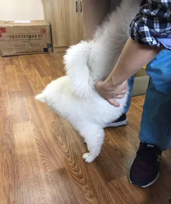 边牧护食被其他狗咬,边牧误食葡萄皮