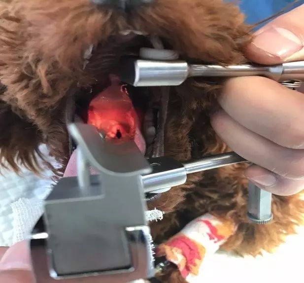 边牧误食葡萄皮,边牧咬小孩的事件