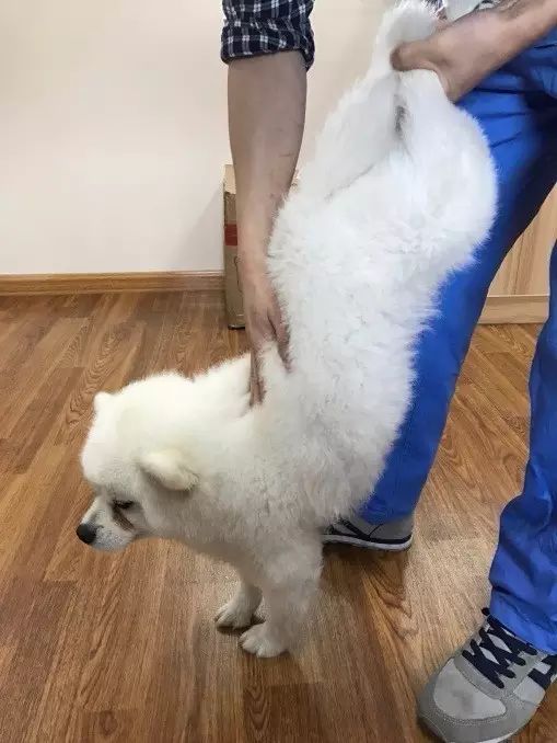 边牧误食玩具怎么办,边牧误食耳塞