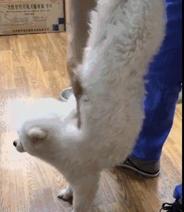 边牧误食玩具怎么办,边牧误食耳塞