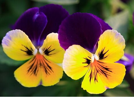 可爱的姑娘笑脸——三色堇花