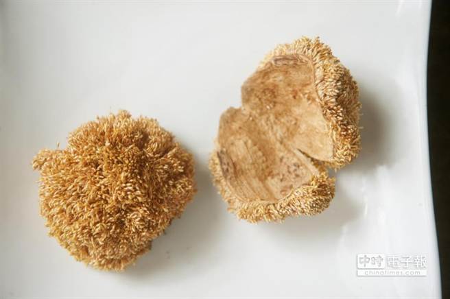 台湾野生爱玉,宝岛台湾特有水果品种有哪些