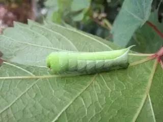 一晚能挣300元的产品,一晚能赚上万元红虫