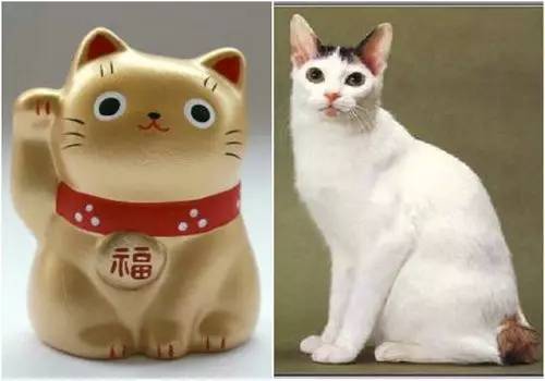 招财猫还有公母之分,招财猫分公母吗有什么寓意
