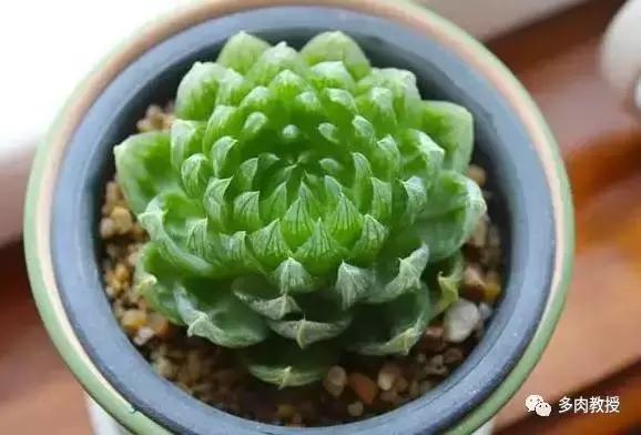 玉露为什么越养越黑,玉露养瘪了