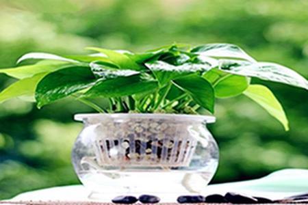 绿萝养得茂盛需要修剪吗,绿萝怎么养才能更旺盛不会长芽