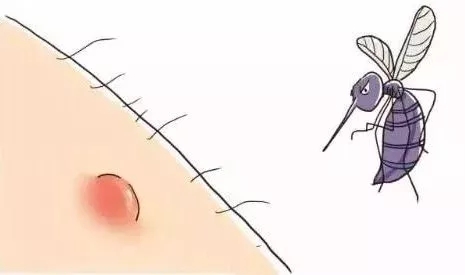 蚊子爱咬o型血准确吗,蚊子为什么咬o型血的人呢